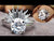 1.90 CT Round Brilliant Cut Delicate Sun-rising Style Moissanite Bridal Set